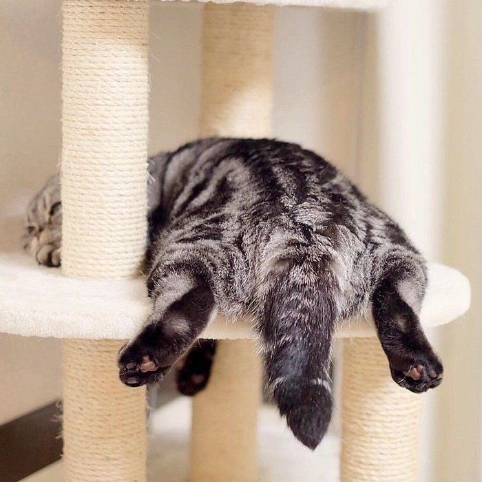 まぶしい寝」する理由？目を隠して寝るかわいい猫大集合