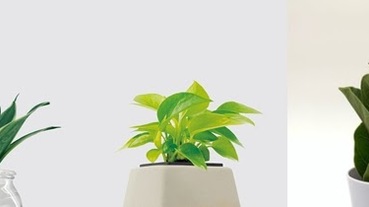 這些室內盆栽種起來！天然的空氣清淨機讓你有個清爽的秋天