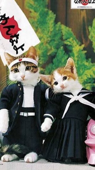 新猫族チャット♪