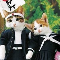 新猫族チャット♪
