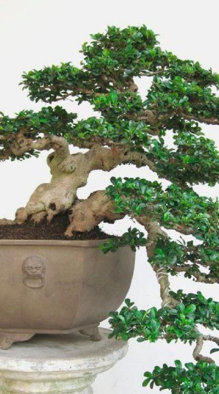 Bonsai Gallery แบ่งปันภาพ