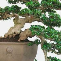 Bonsai Gallery แบ่งปันภาพ