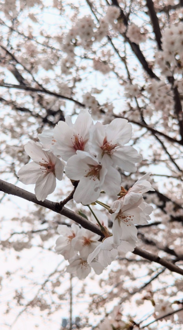新高2集合