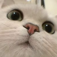 ppl 打是情罵是愛 加在一起是合作愉快