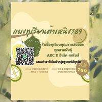 แผงทุเรียนต้าเหนิง789大能789