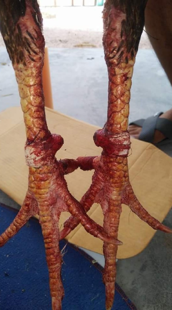 ตีปลายตอ  พม่าแข้งคม