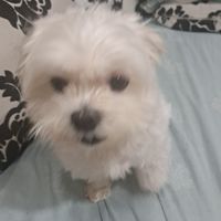 馬爾濟斯寶寶