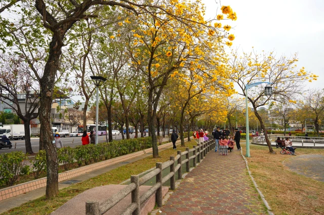2023廍子公園黃花風鈴木花況,台中最美的黃金公園,廍子公園黃花風鈴木,廍子公園黃花風鈴木花況