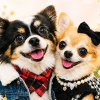 チビ太＆らん/チワワの日常🍀🐶🐾✨