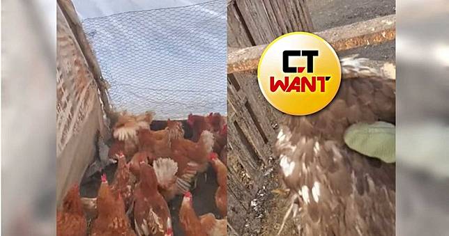 闖農舍狩獵慘遭「雞群圍攻」！老鷹倒地獲救...驚嚇指數100%