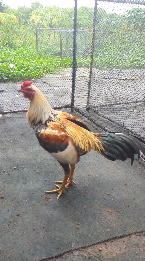 ไก่ชนเงินล้านเพชรบูรณ์