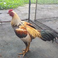 ไก่ชนเงินล้านเพชรบูรณ์