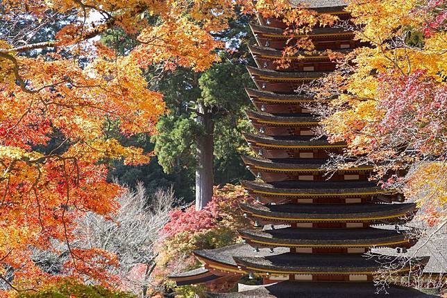 奈良縣的紅葉銀杏賞 是日日本 Line Today