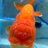 水中游 觀賞魚寵物工作室（觀賞魚買賣交流）