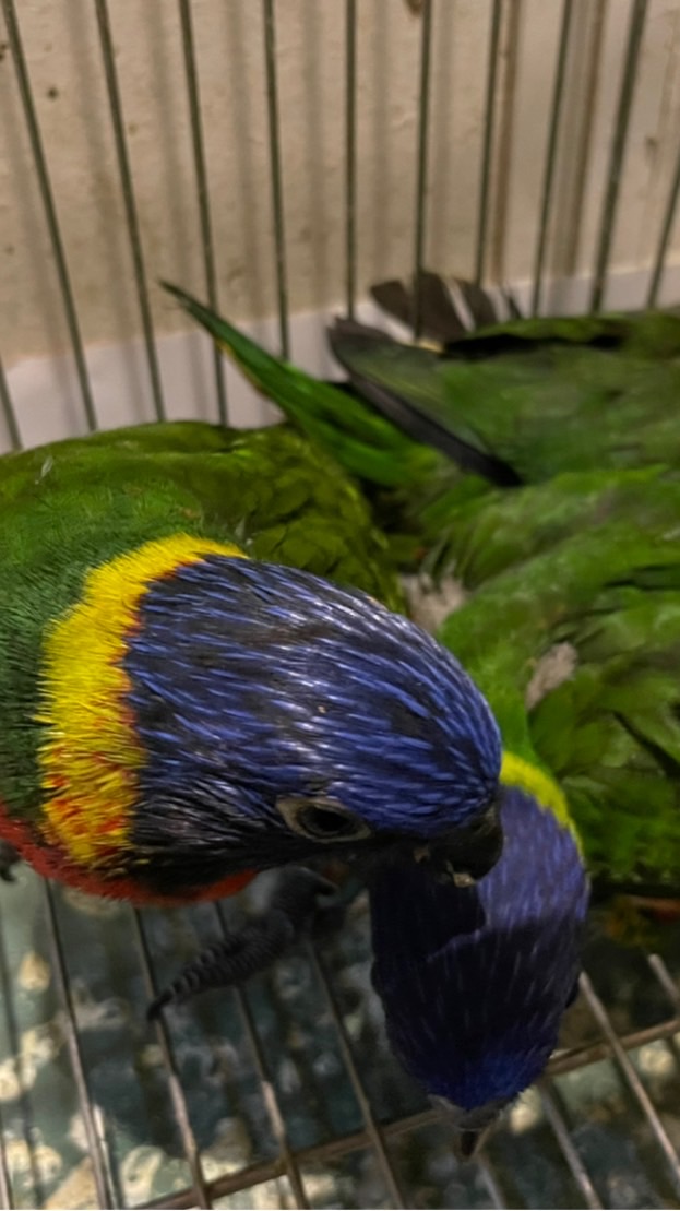 林口鸚鵡玩家🦜