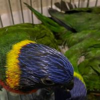 林口鸚鵡玩家🦜