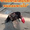 ตลาดไก่ชนสุโขทัย