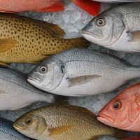惠明鮮魚舖