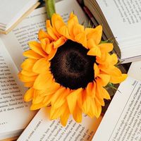 🌻言言老師的向日葵花園