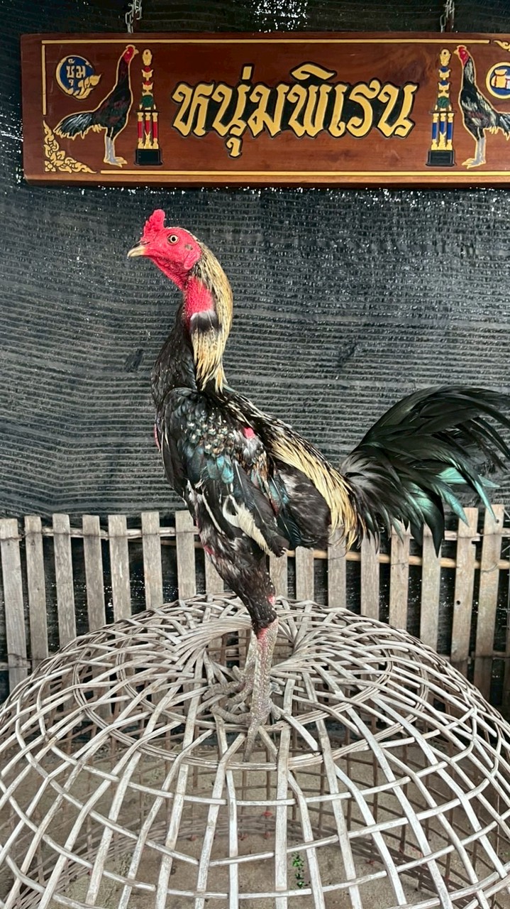 ซุ้มหนุ่มพิเรน ( ธ.ธัญวรินทร์ฟาร์ม )