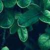 🍀植物精油聊遇學習