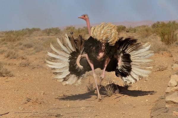 8 Fakta Burung Unta Burung Terbesar Pelari Tercepat Di Dunia