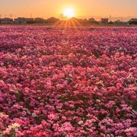 40代50代☘️のんびりゆっくり
