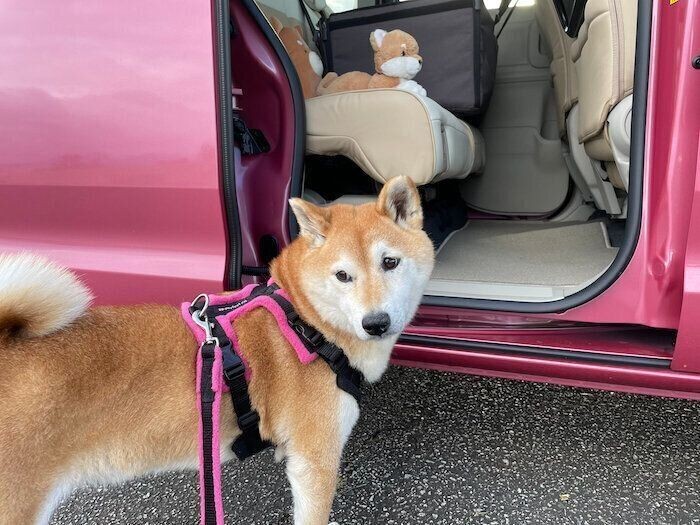 新しい車に乗ってみた柴犬マロたん 多少は動じない いぬのきもちnews