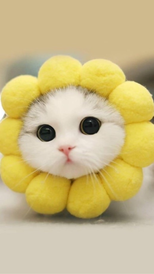 กลุ่มโรลต้าวแมว😺