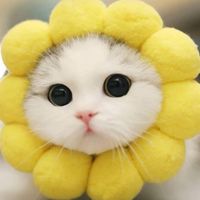 กลุ่มโรลต้าวแมว😺