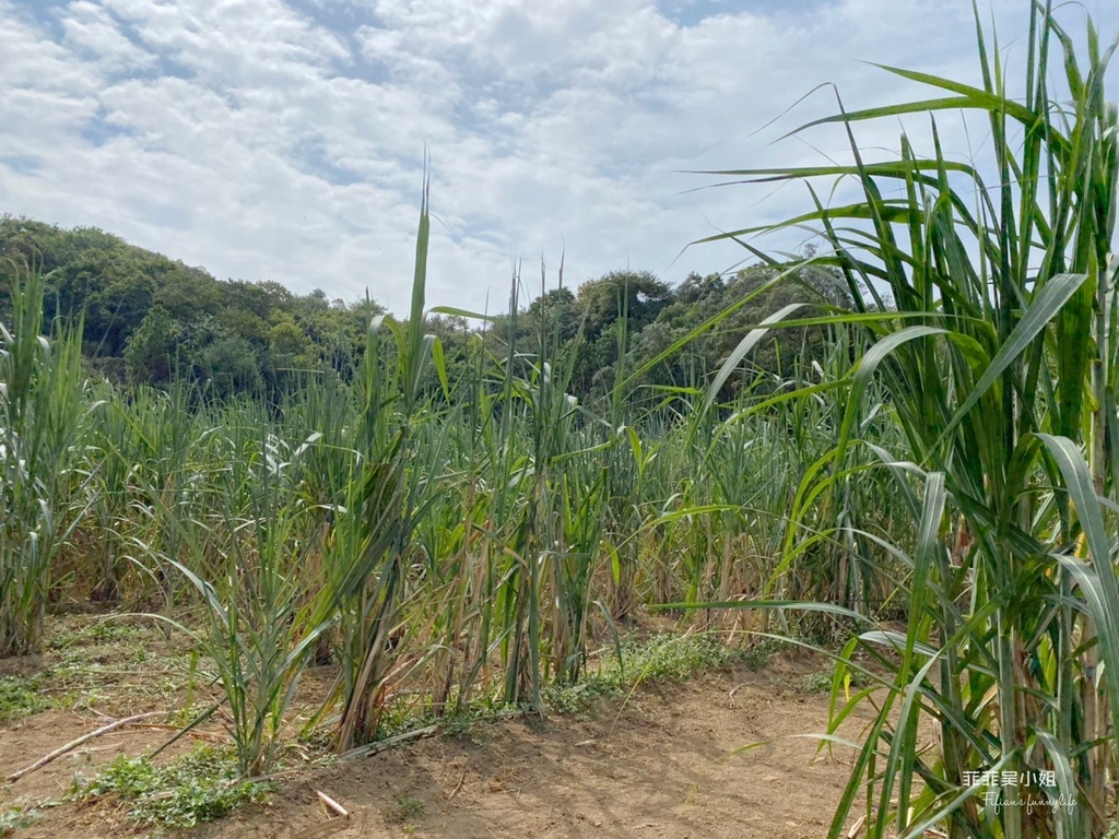 新竹寶山 新城風糖 黑糖飄香遊新城 爆漿黑糖饅頭DIY 甘蔗職人體驗