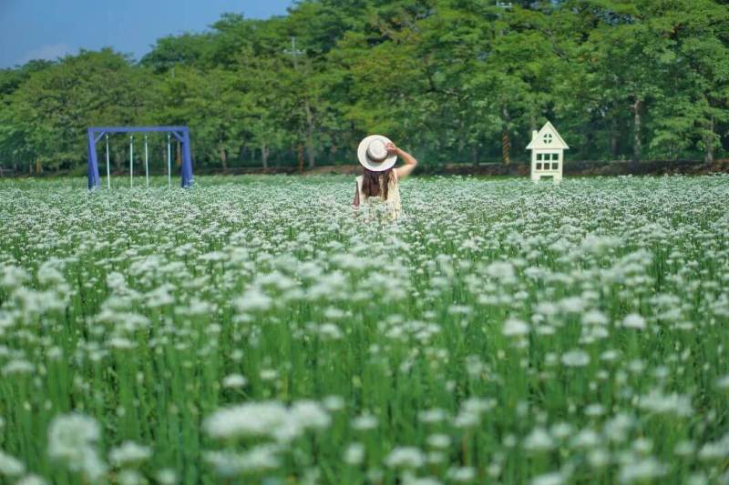 埤頭韭菜花田 彰化熱門景點