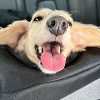 一郎4條腿🐶寵物用品