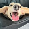 一郎4條腿🐶寵物用品