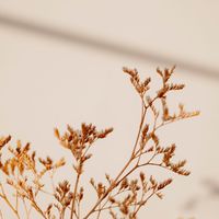 希妮愛分享🍃研究室