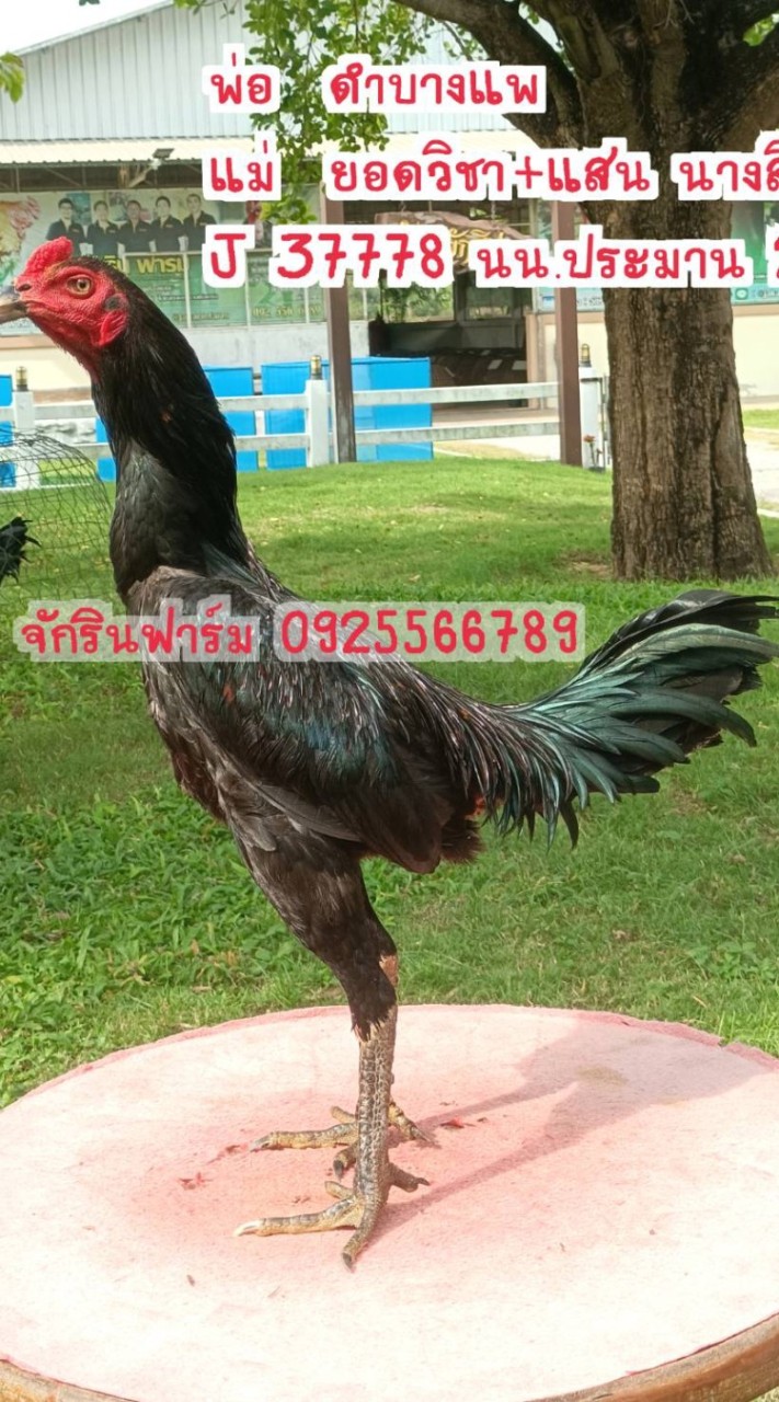 ซุ้ม วันเจริญ