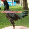 ซุ้ม วันเจริญ