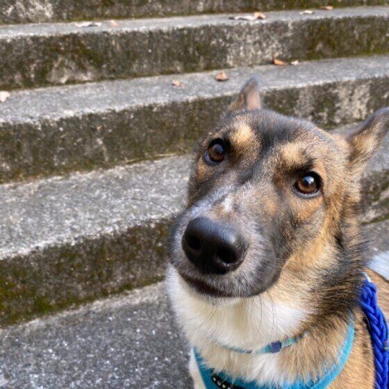 日頃から心がけたい 犬に話しかけることのメリットとは