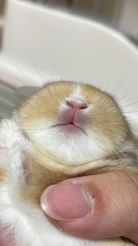 BunnyFi 兔舍🐰幼兔找🏠群