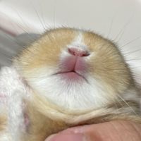BunnyFi 兔舍🐰幼兔找🏠群