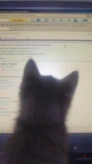 びっちせんせい