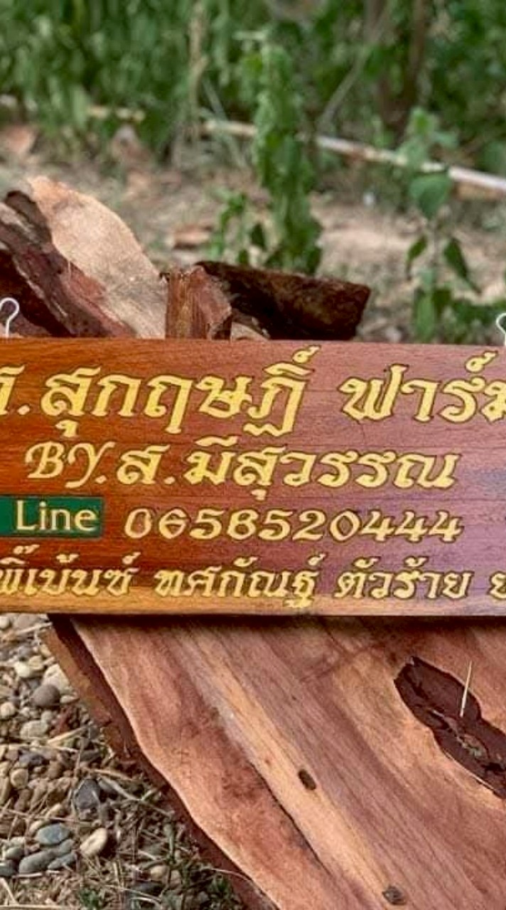 ส.สุกฤษฎิ์ ฟาร์ม ลูกไก่ สายเลือด โกวเซ้ม+ส.มี สุวรรณ
