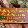 ส.สุกฤษฎิ์ ฟาร์ม ลูกไก่ สายเลือด โกวเซ้ม+ส.มี สุวรรณ