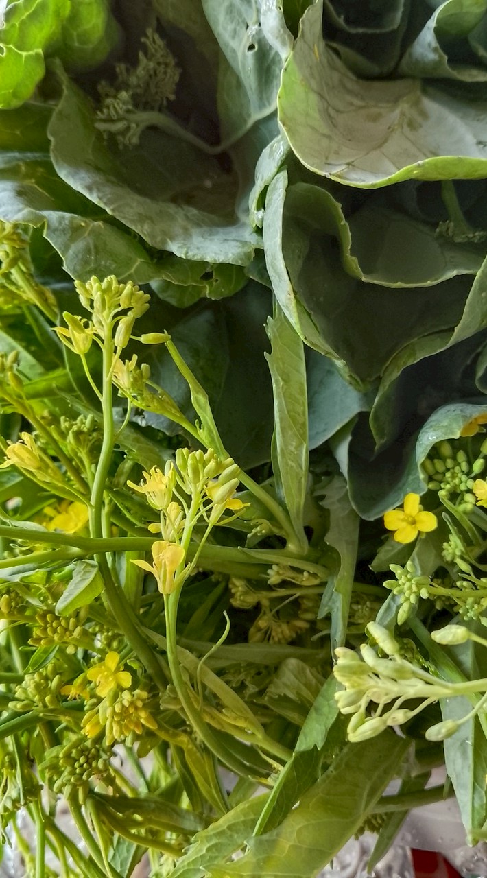 ผักปลอดสารรอบเวียงเชียงราย 🥬🥒🫜🌶️🫛🫑🥕🍄‍🟫🥔💐🍀🌿
