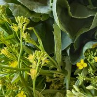 ผักปลอดสารรอบเวียงเชียงราย 🥬🥒🫜🌶️🫛🫑🥕🍄‍🟫🥔💐🍀🌿