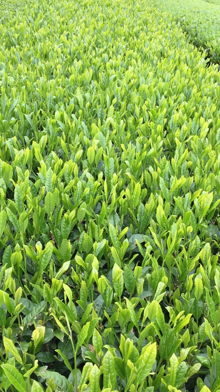 優しい世界をつくる会