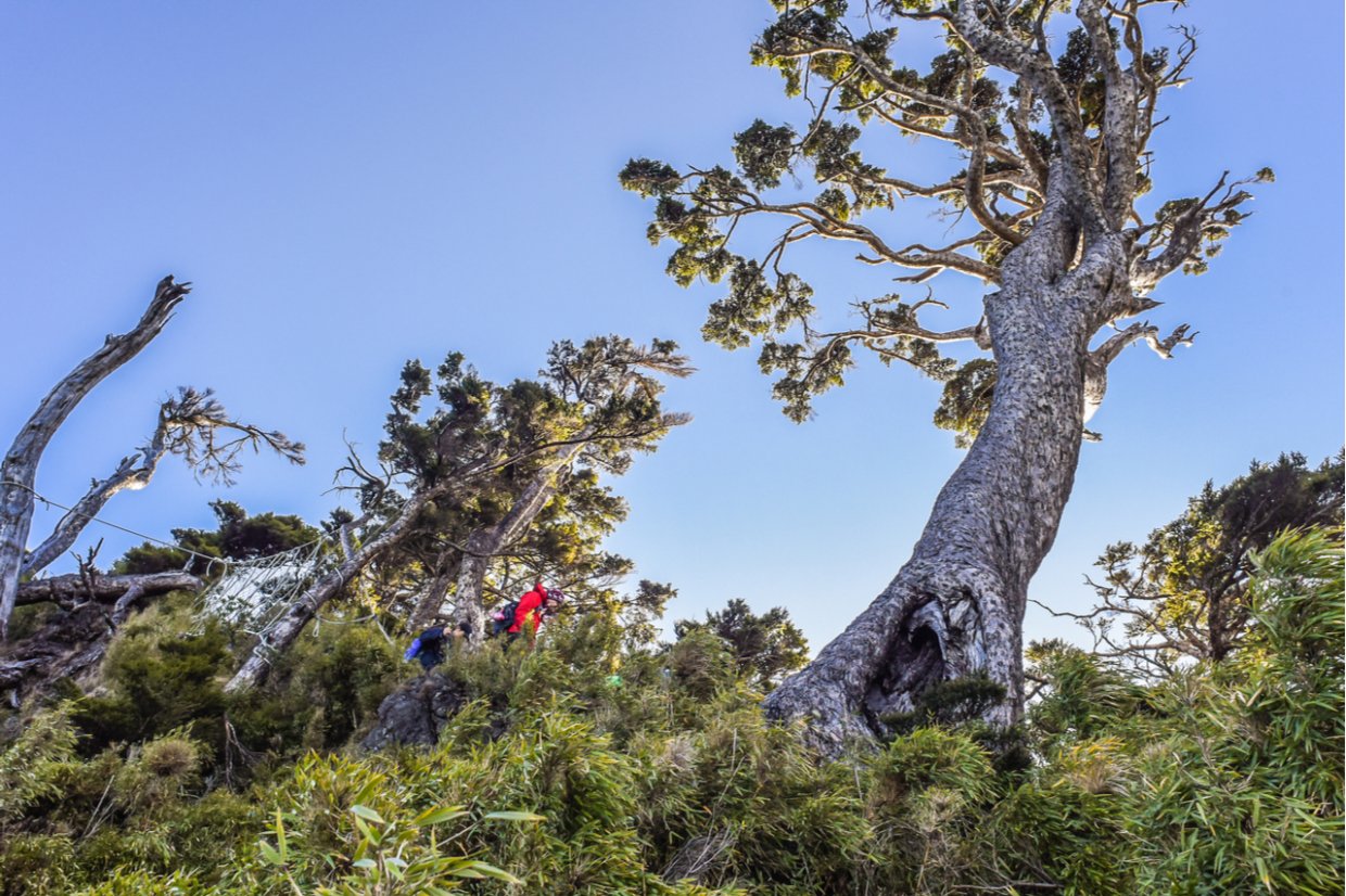 屏東「拾美步道群」介紹｜屏東10條森林秘境登山步道介紹看這篇