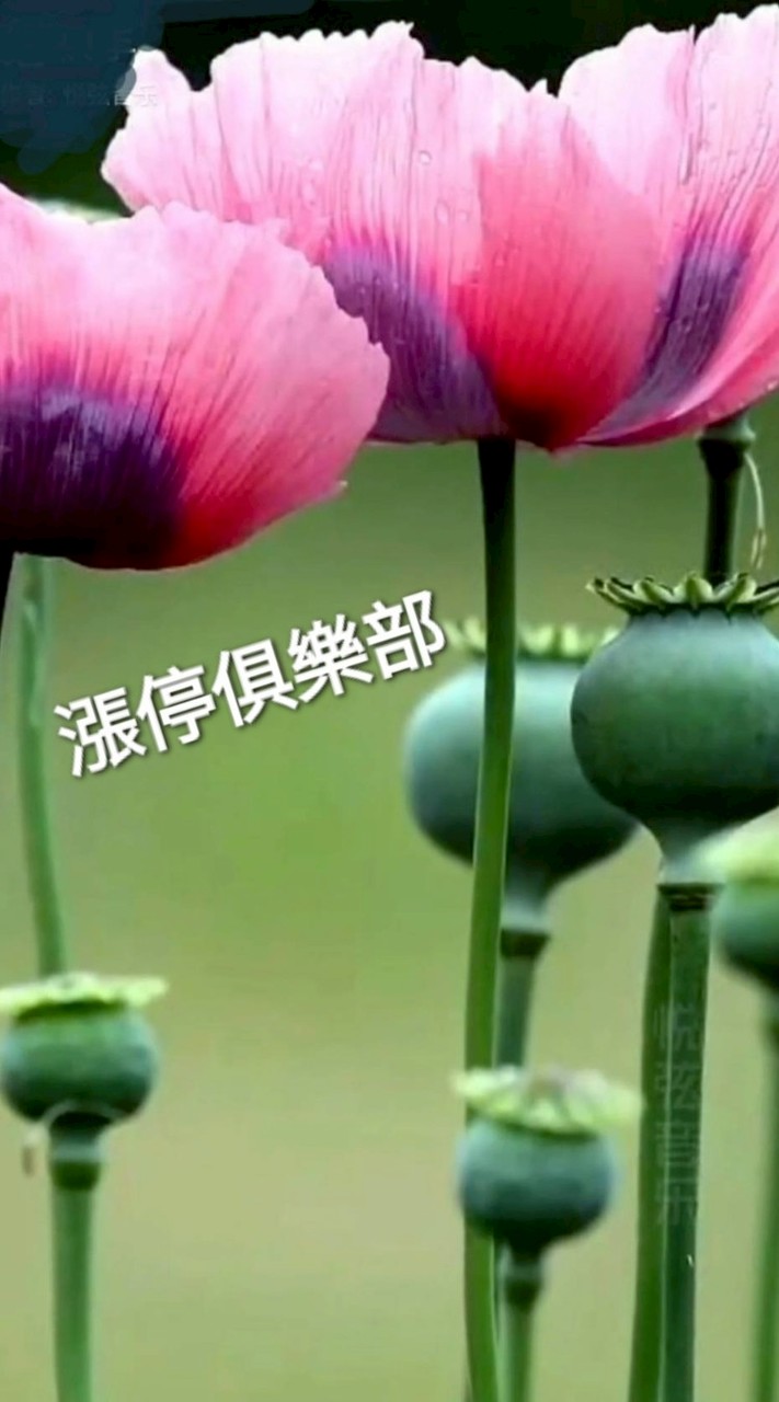 漲停俱樂部