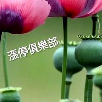 漲停俱樂部