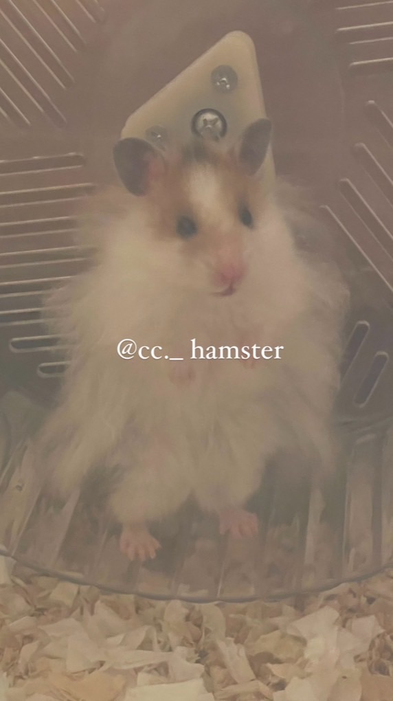 cc._hamster